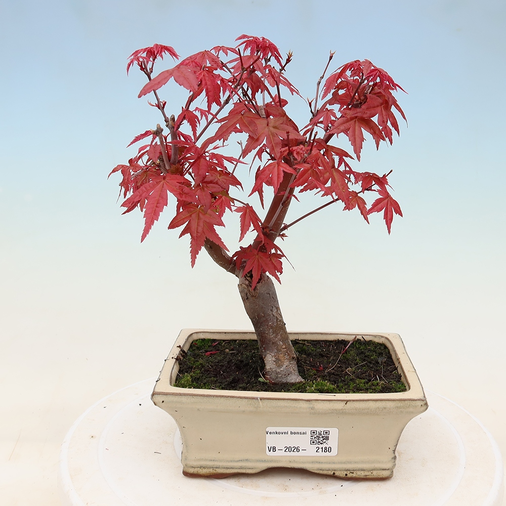 Outdoor bonsai - Acer palmatum DESHOJO