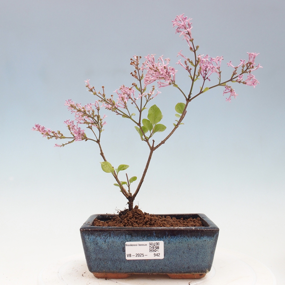 Bonsai zewnętrzne - Syringa Meyeri Palibin - Liliowy Meyera