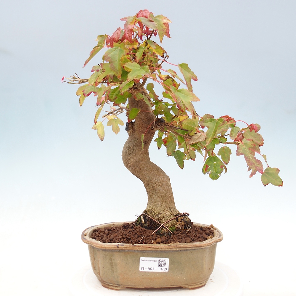 Outdoor bonsai - Acer Buergerianum - Klon Burger