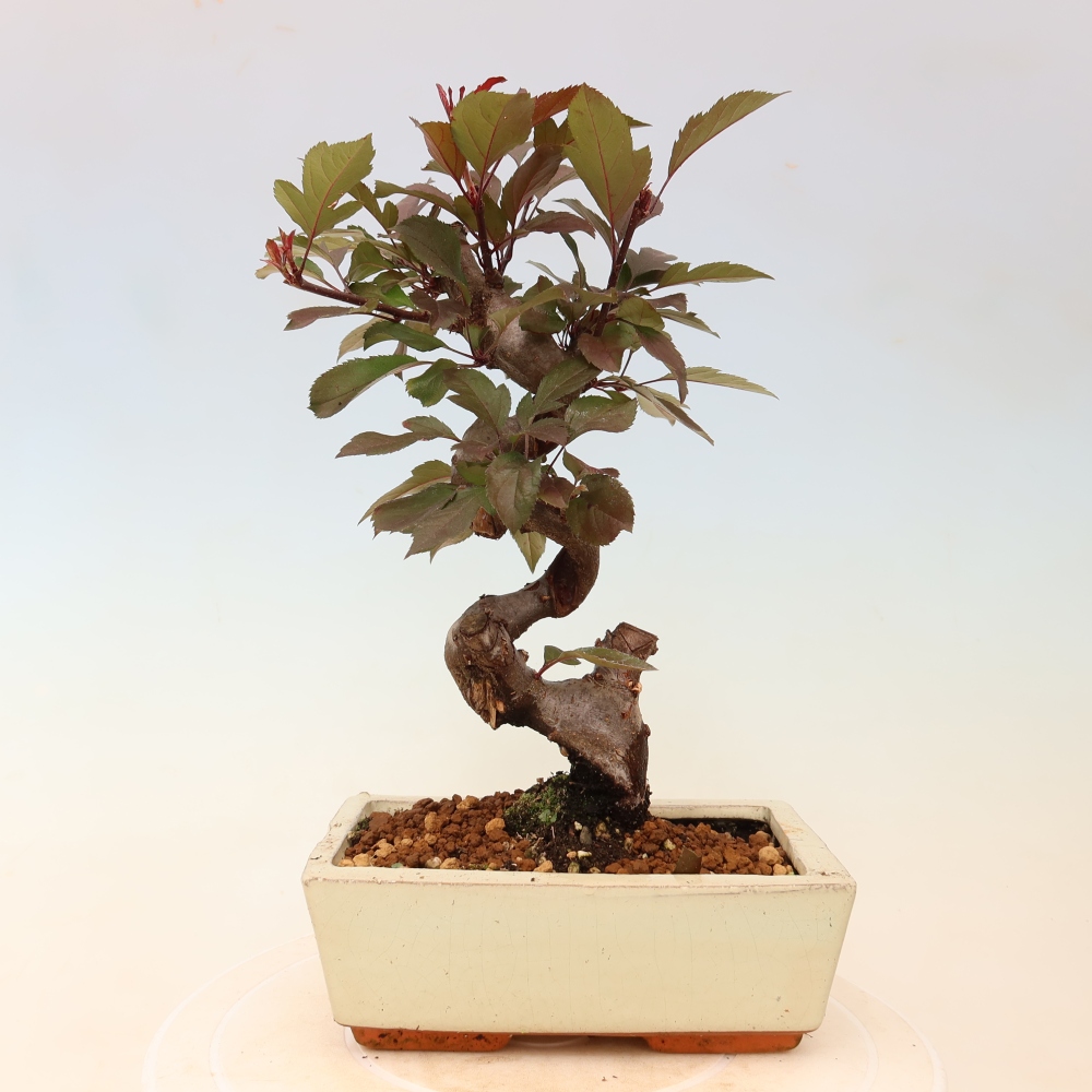 Outdoor bonsai - Malus domestica - Jabłoń czerwonolistna o małych owocach