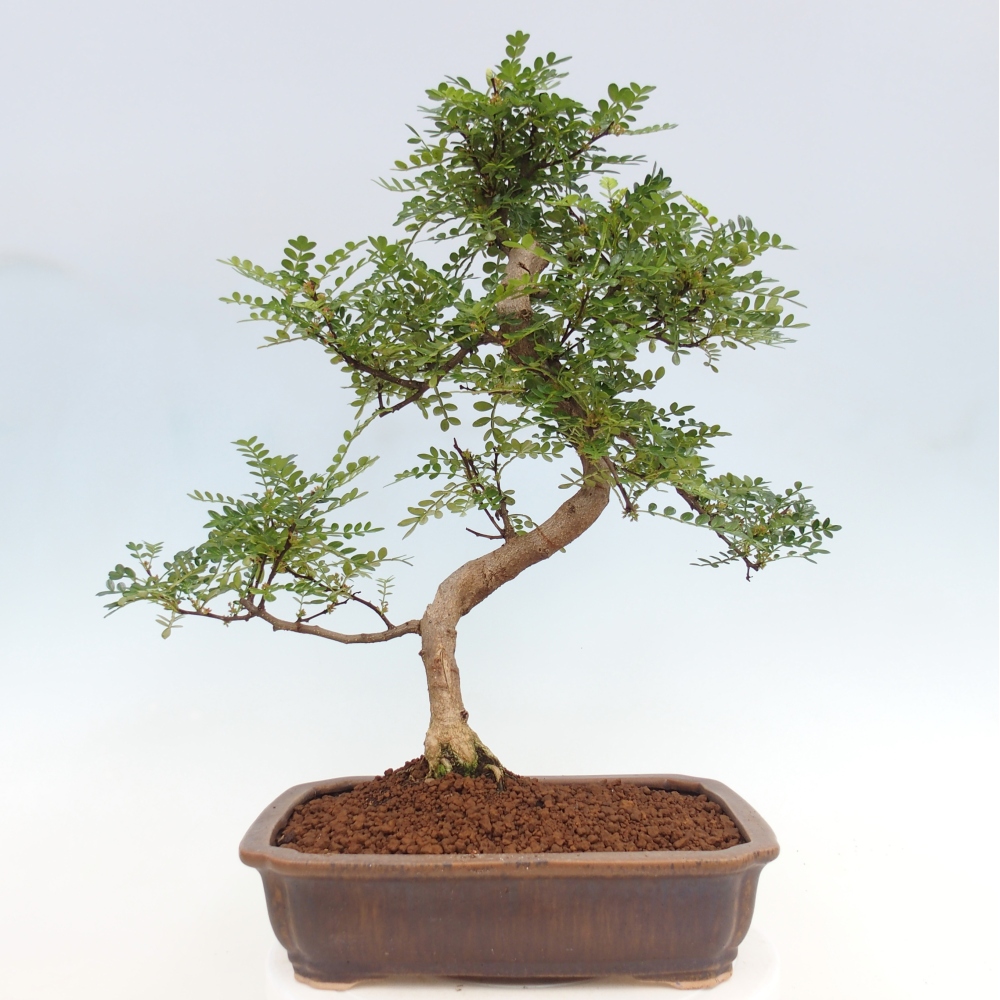 Bonsai wewnętrzne - Zantoxylum piperitum - drzewo pieprzowe
