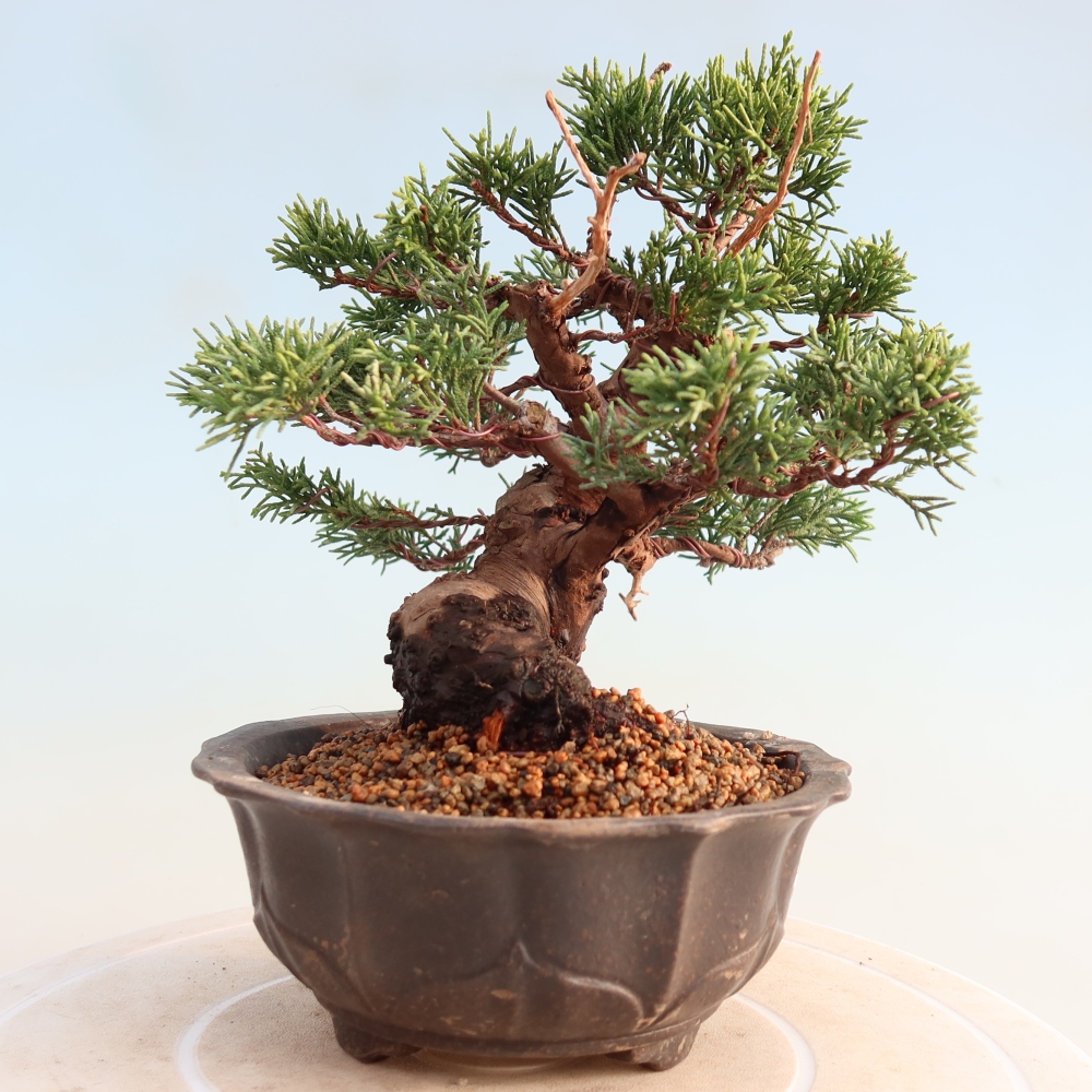 Outdoor bonsai - Juniperus chinensis Itoigawa - Jałowiec chiński