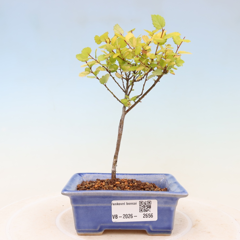 Bonsai ogrodowe – brzoza karłowata – Betula NANA Golden Treasure