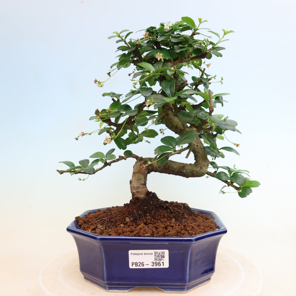 Bonsai pokojowe - Carmona macrophylla - Tea fuki