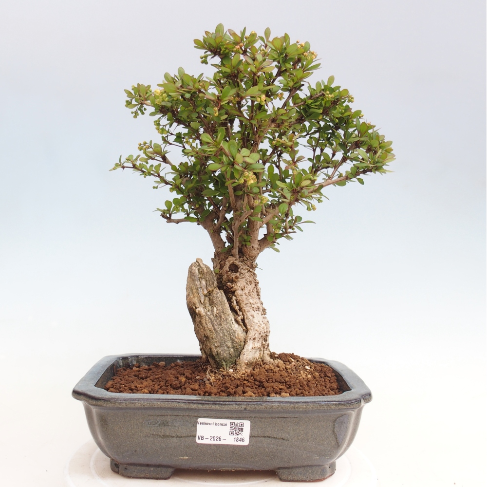 Bonsai zewnętrzne - Berberis coreana