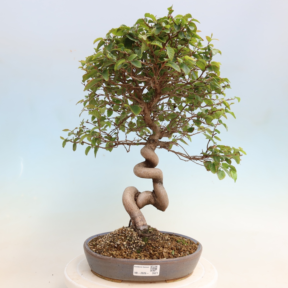 Outdoor bonsai - Carpinus CARPINOIDES - grab koreański