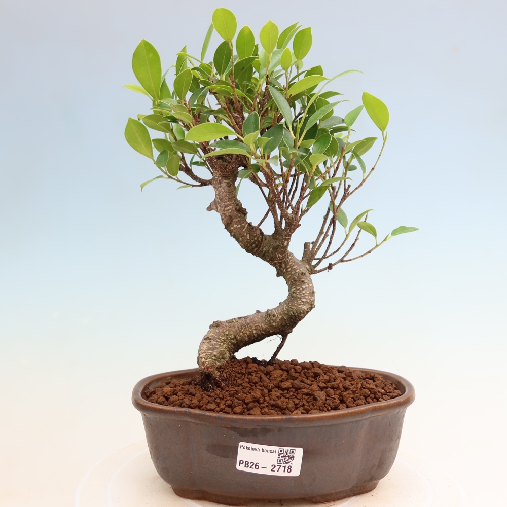 Pokój bonsai - Ficus kimmen - figowiec drobnolistny