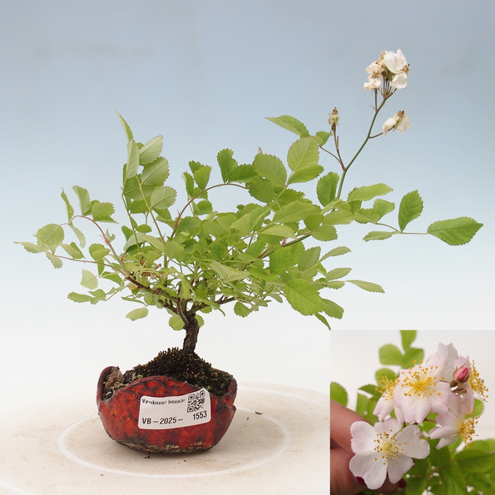 Bonsai na zewnątrz - Rosa sp. - róża drobnokwiatowa