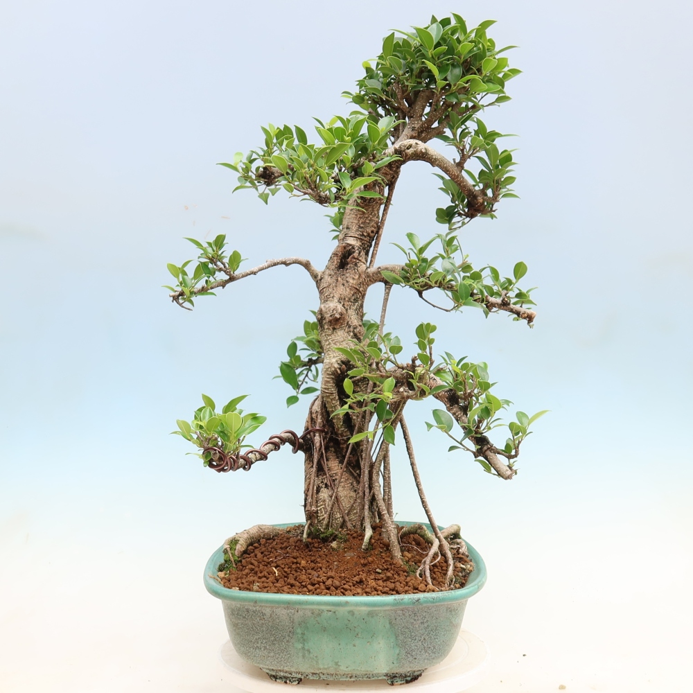 Pokój bonsai - Ficus kimmen - figowiec drobnolistny