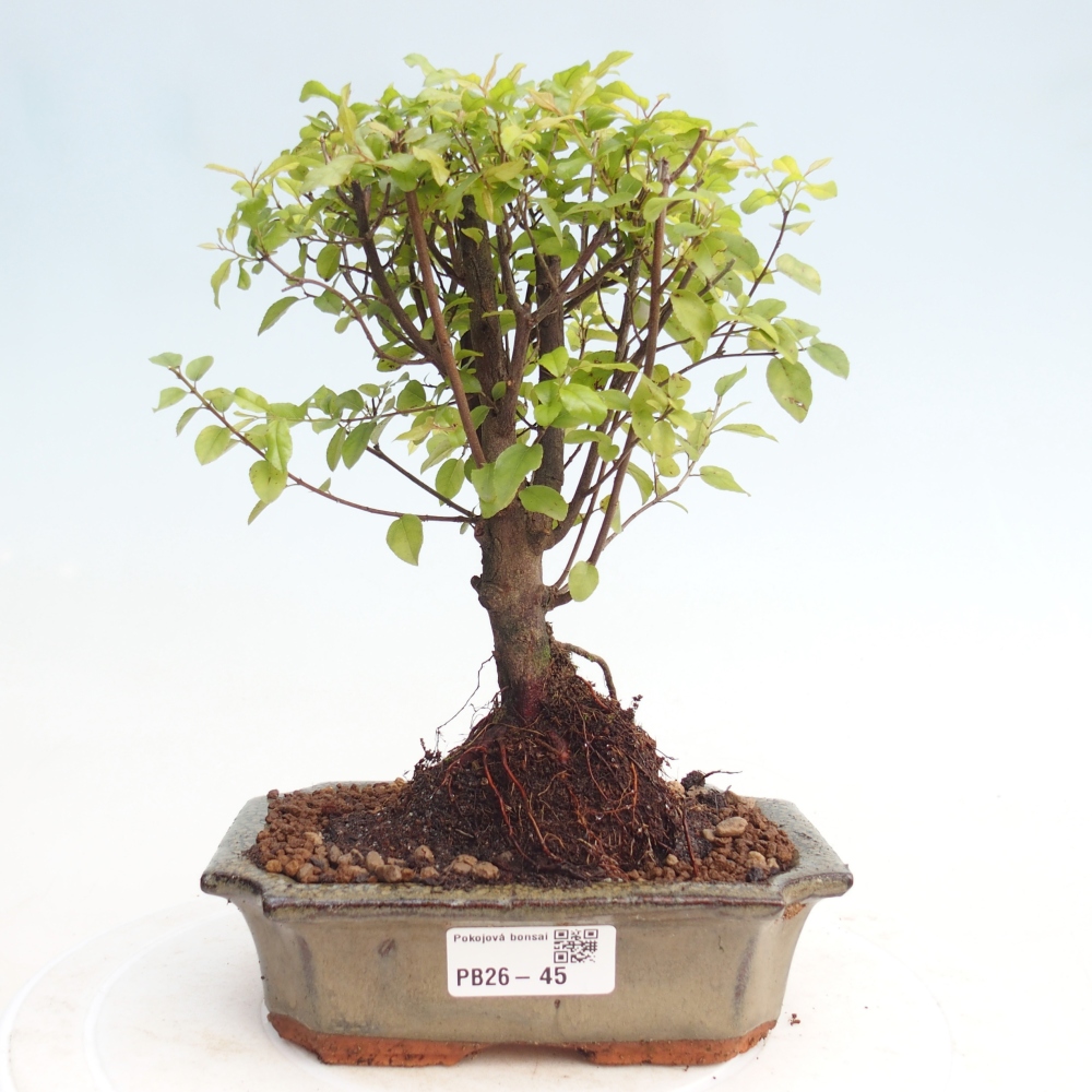 Bonsai pokojowe - Sageretia thea - Sageretia thea