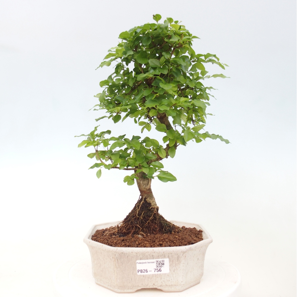 Indoor bonsai -Ligustrum chinensis - dziób ptaka