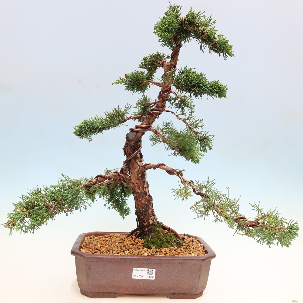 Outdoor bonsai - Juniperus chinensis Kishu