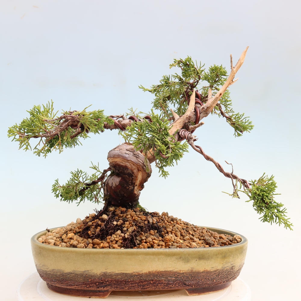 Bonsai ogrodowe – Juniperus chinensis Itoigawa – jałowiec chiński