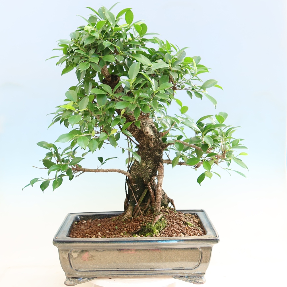 Pokój bonsai - Ficus kimmen - figowiec drobnolistny