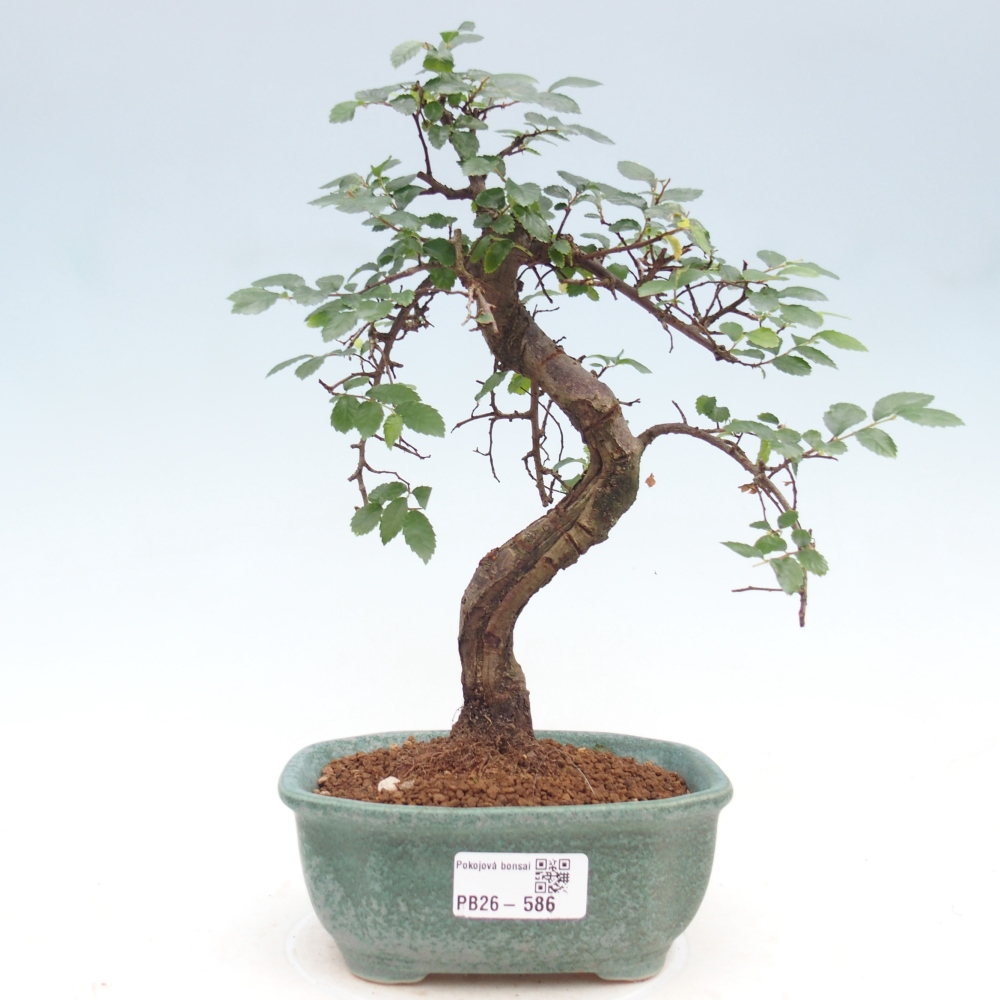 Pokój bonsai - Ulmus parvifolia - Wiąz drobnolistny