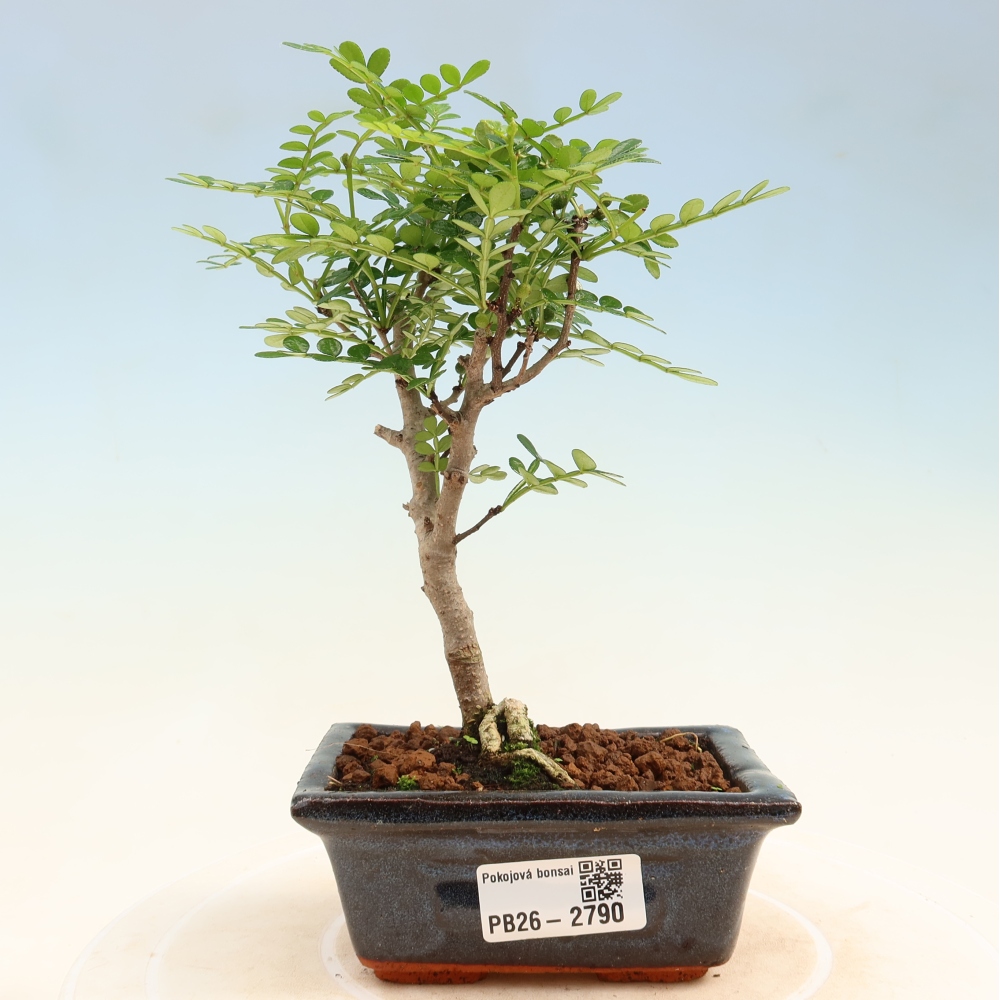 Pokój bonsai - Zantoxylum piperitum - drzewo pieprzowe