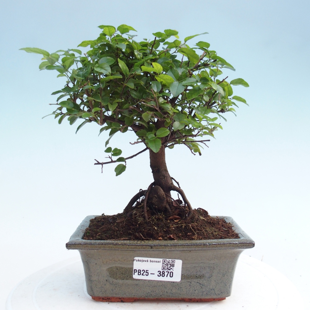 Bonsai pokojowe - Sageretia thea - Sageretia thea