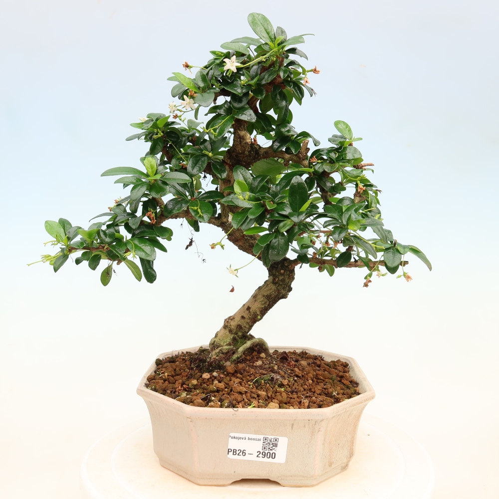 Bonsai pokojowe - Carmona macrophylla - Tea fuki