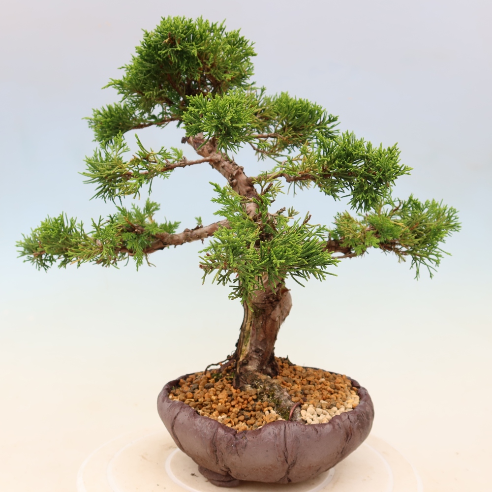 Outdoor bonsai - Juniperus chinensis Itoigawa
