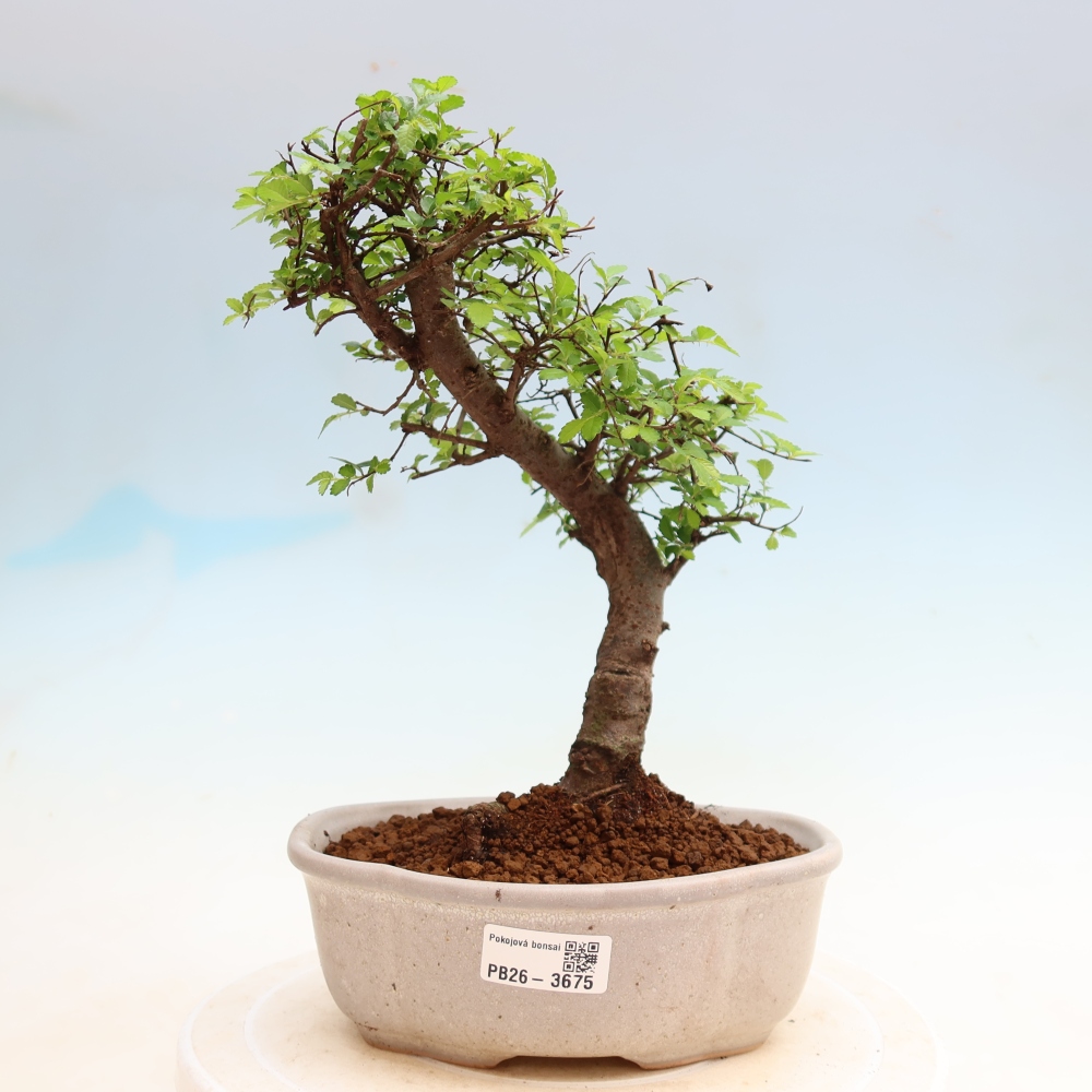 Pokój bonsai - Ulmus parvifolia - Wiąz drobnolistny
