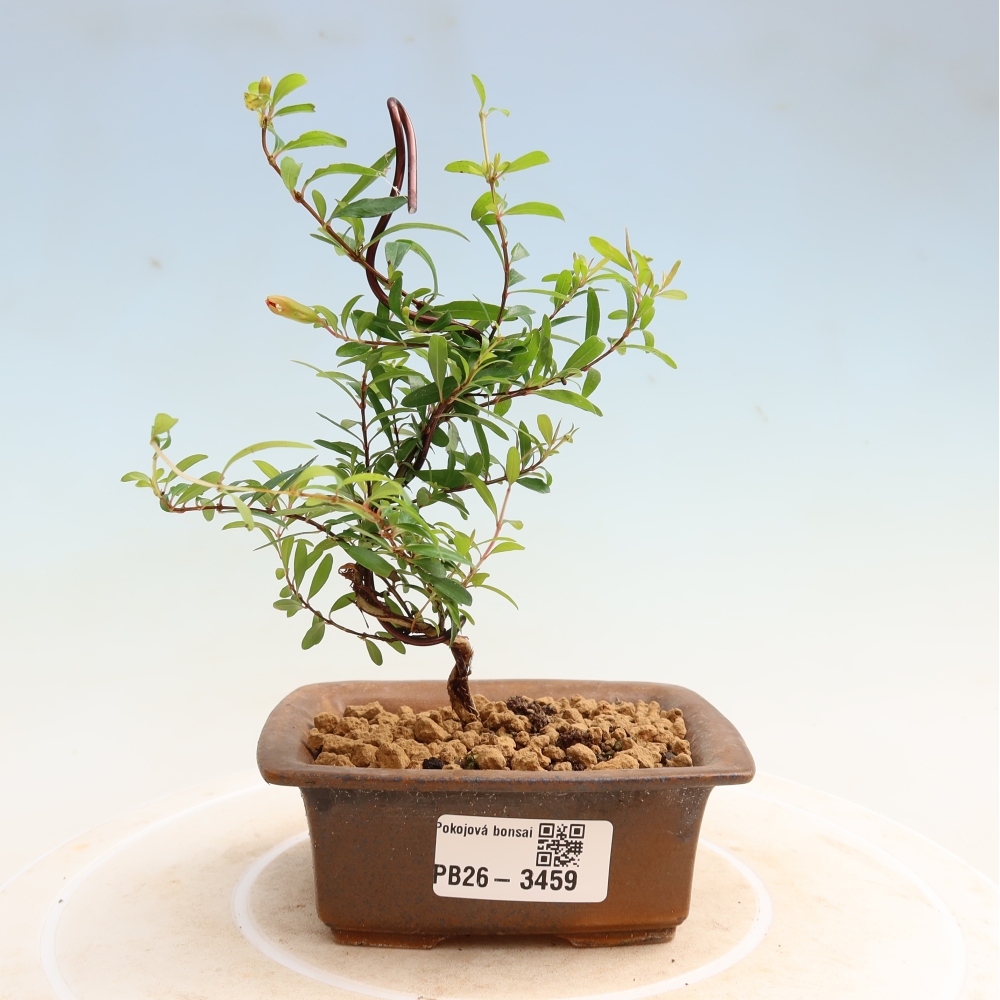 Pokój bonsai - PUNICA granatum nana - jabłko granatu
