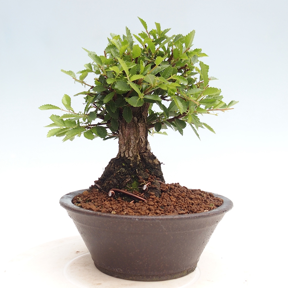 Outdoor bonsai - Zelkova - Zelkova NIRE