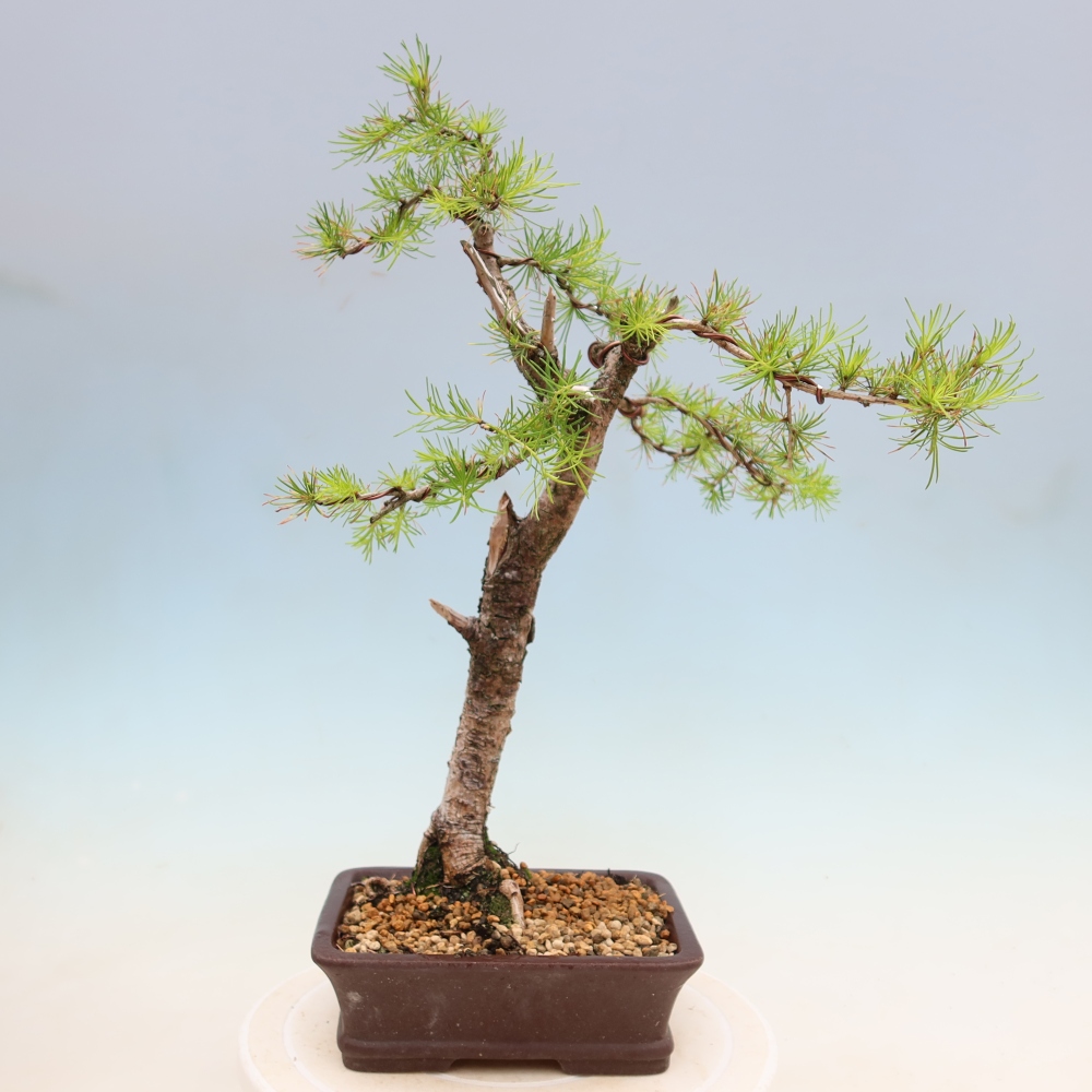 Bonsai zewnętrzne - Larix decidua - Modrzew