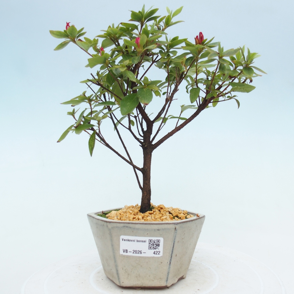 Outdoor bonsai - Azalia japońska - Azalea sp.