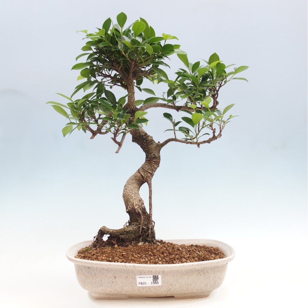 Kryty bonsai - Ficus kimmen - figowiec drobnolistny