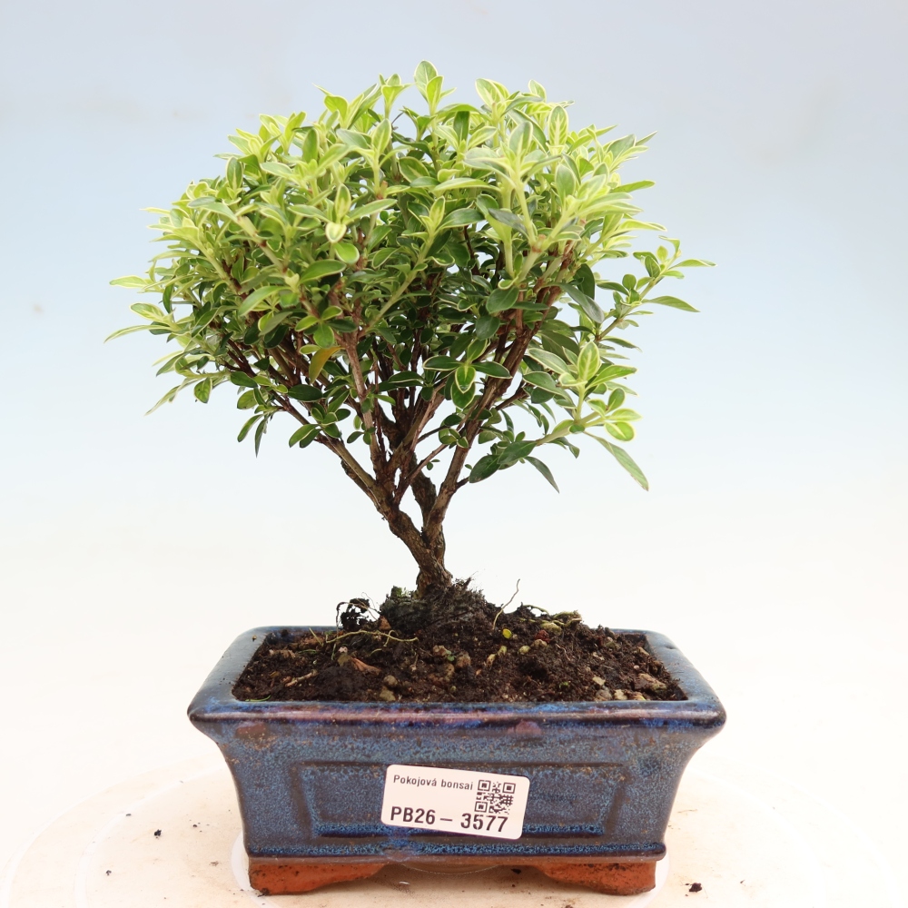 Bonsai pokojowe – Serissa foetida Variegata – Drzewo tysiąca gwiazd