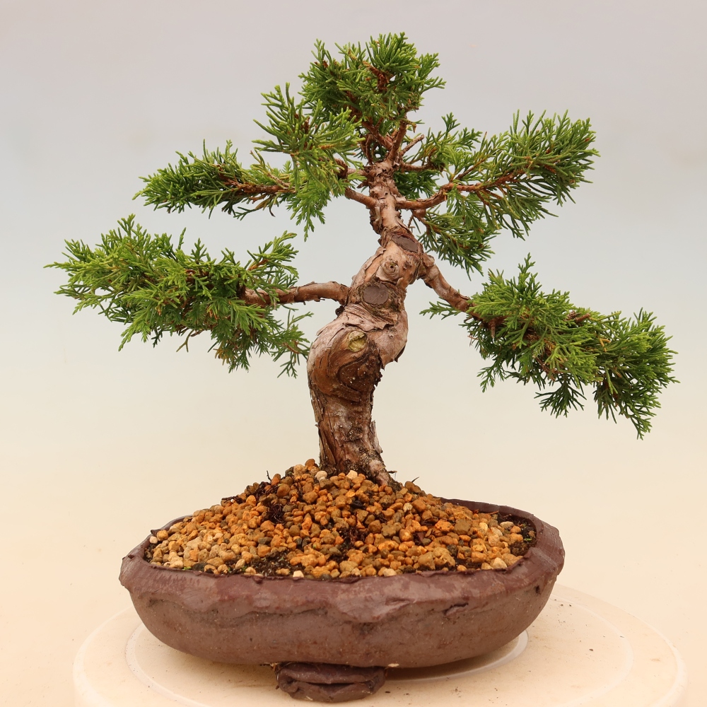 Outdoor bonsai - Juniperus chinensis Itoigawa
