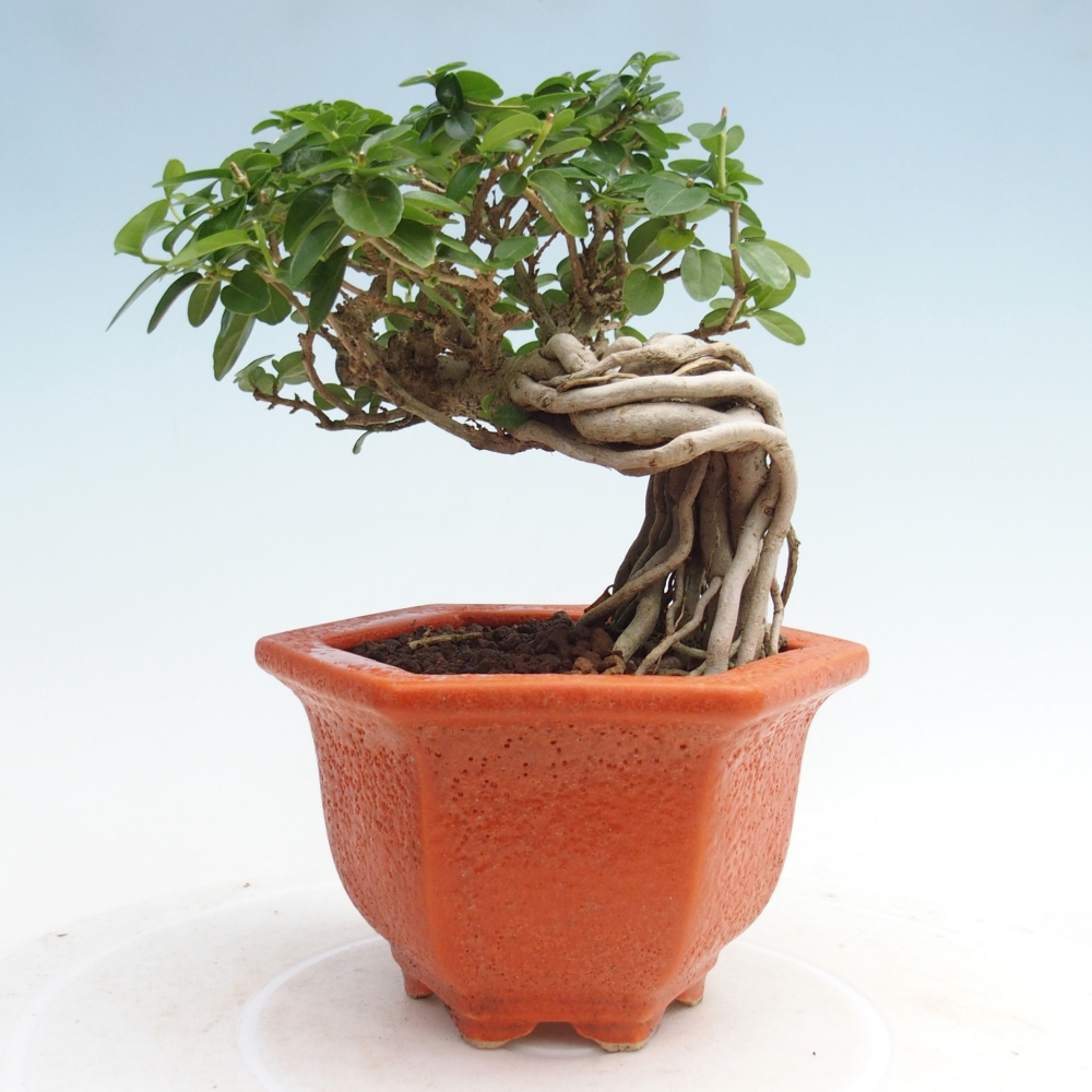 Indoor bonsai - Premna serratifolia - Kozlovňa malolistá
