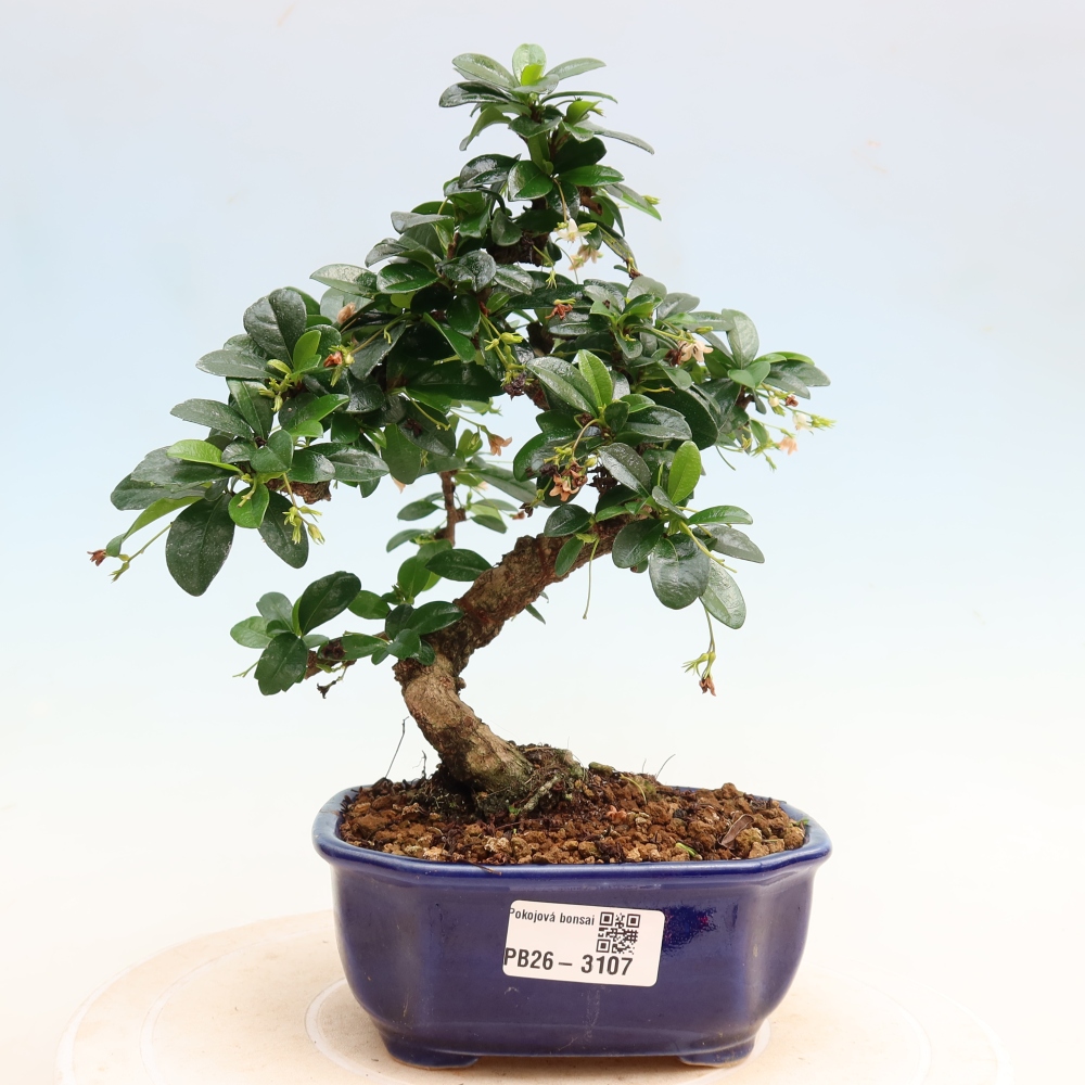 Bonsai pokojowe - Carmona macrophylla - Tea fuki