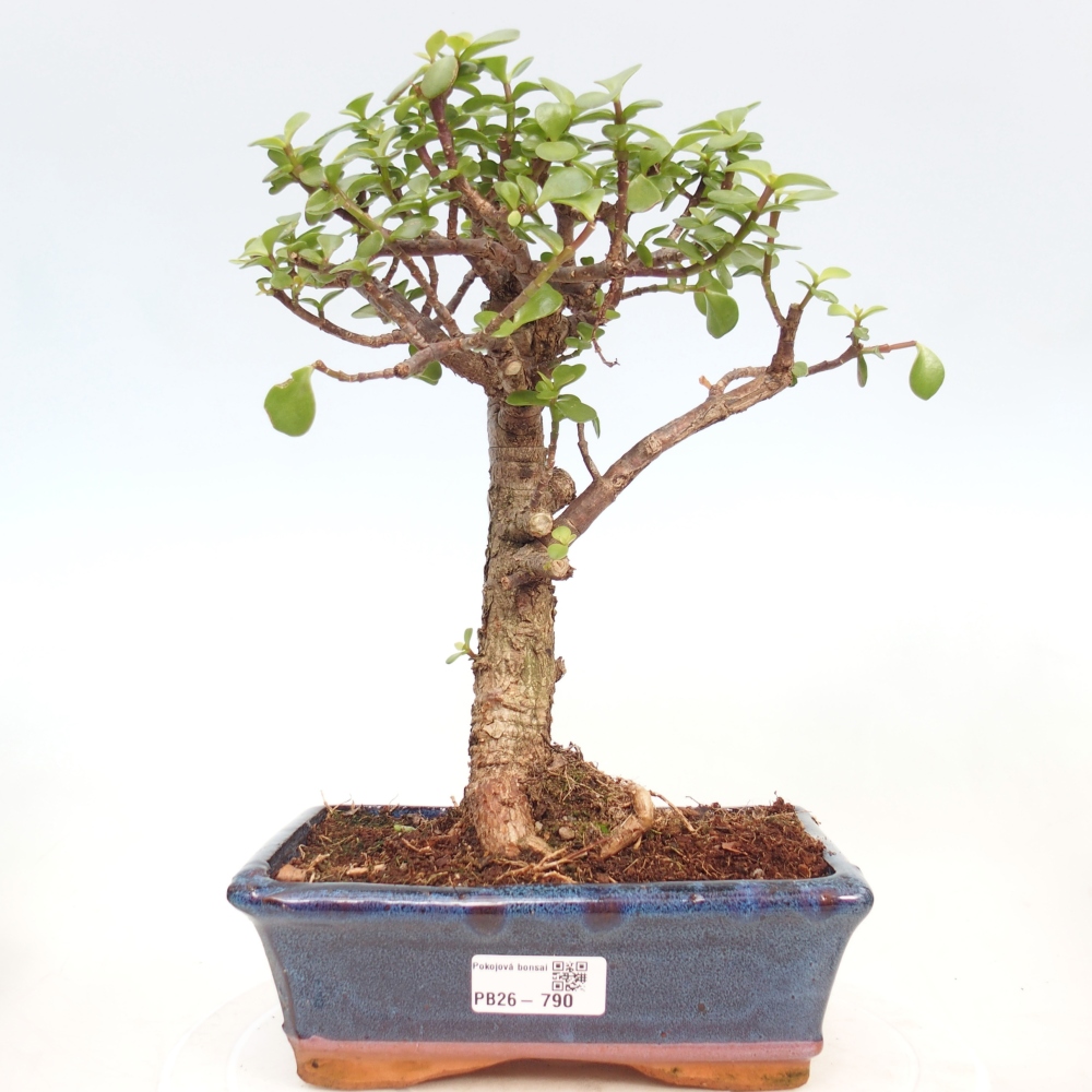 Pokój bonsai - Portulakaria Afra - Tlustice