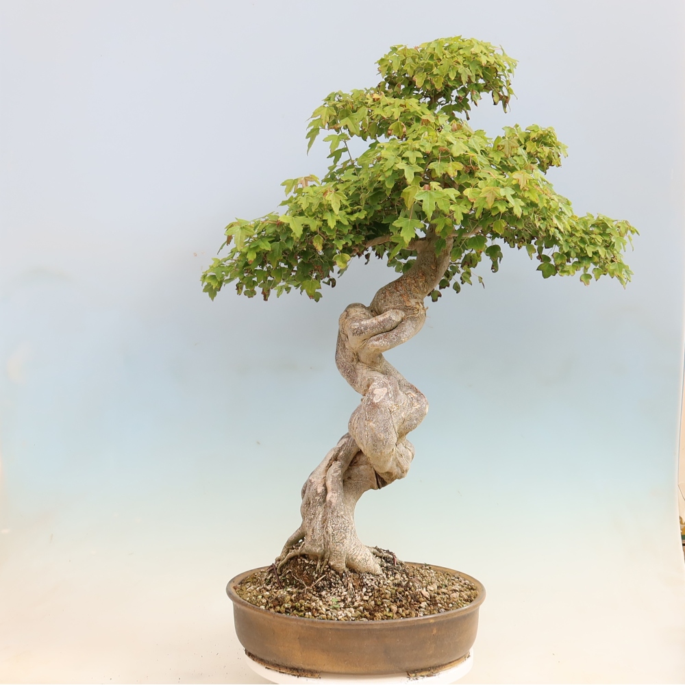Outdoor bonsai - Acer Buergerianum - Klon Burger