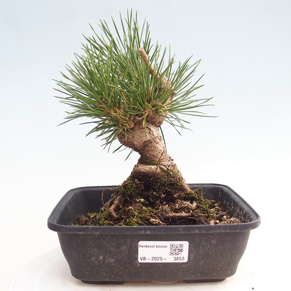 Outdoor bonsai - Pinus thunbergii - sosna Thunberga