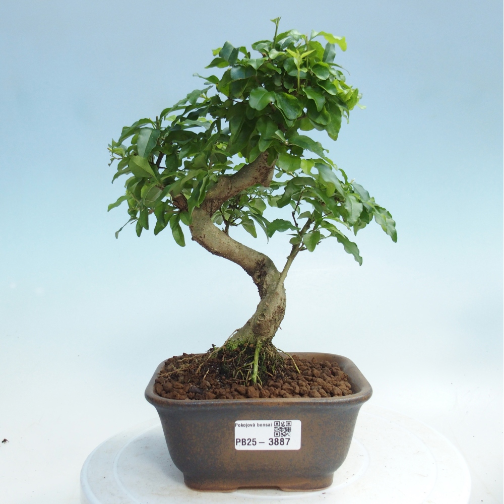 Pokój bonsai - Ligustrum chinensis - Dziób ptaka