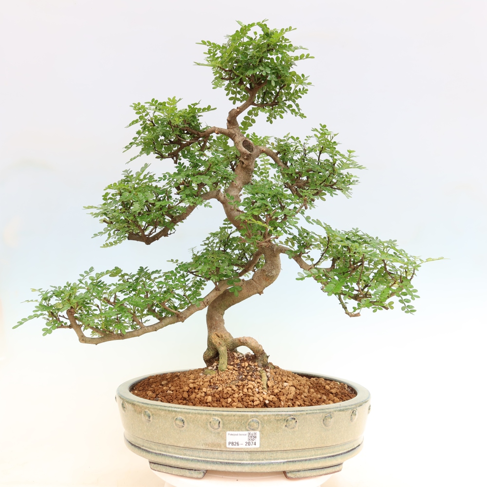 Pokój bonsai - Zantoxylum piperitum - drzewo pieprzowe