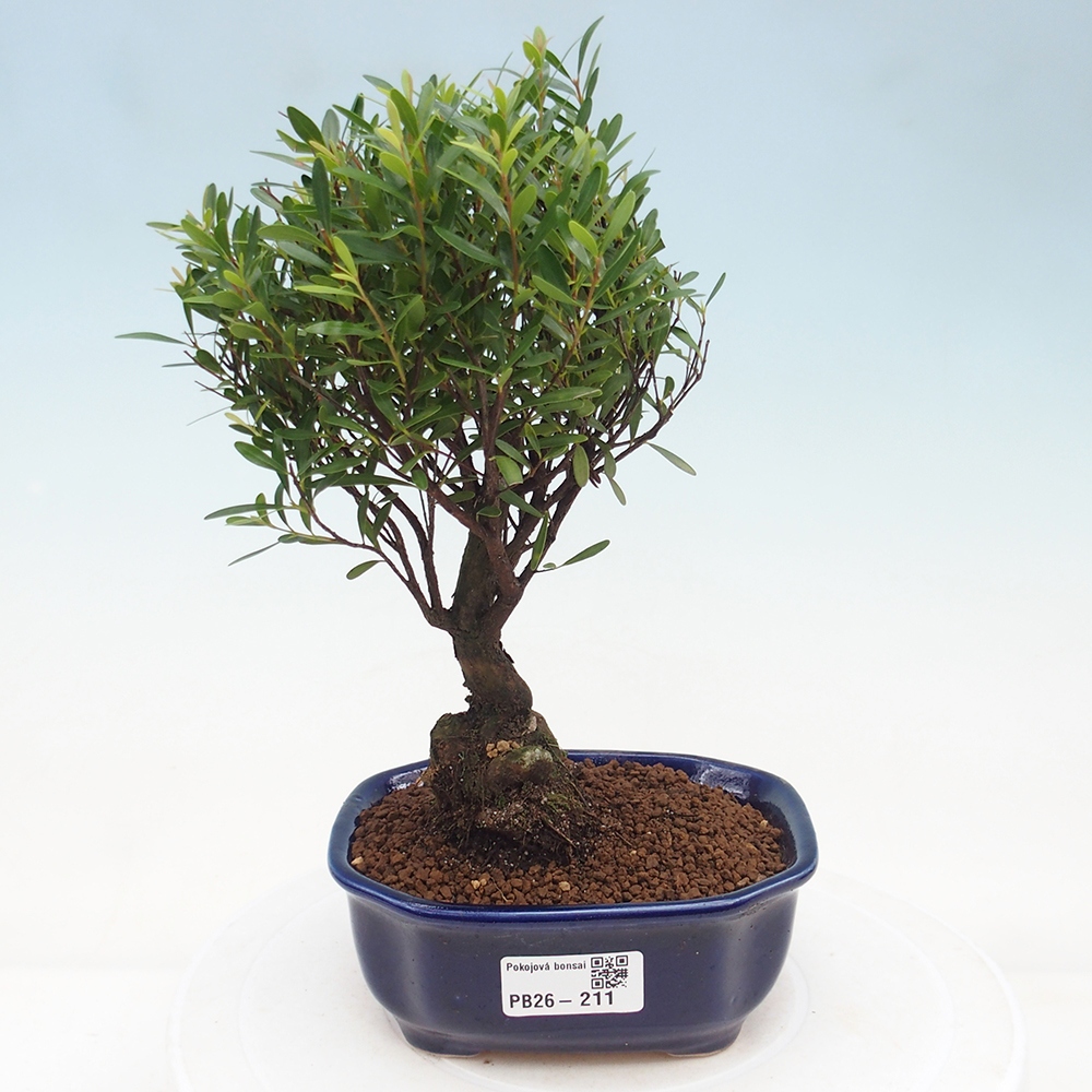 Pokój bonsai - Syzygium - Pimento