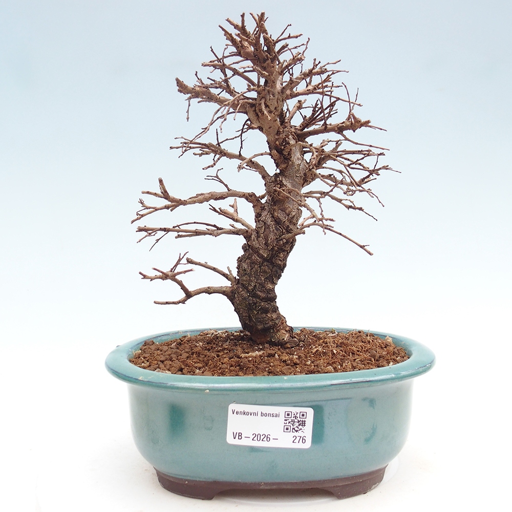 Bonsai zewnętrzne - Zelkova - Zelkova NIRE