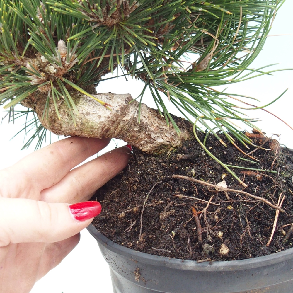Outdoor bonsai - Pinus thunbergii senjyumaru - Sosna Thunberga
