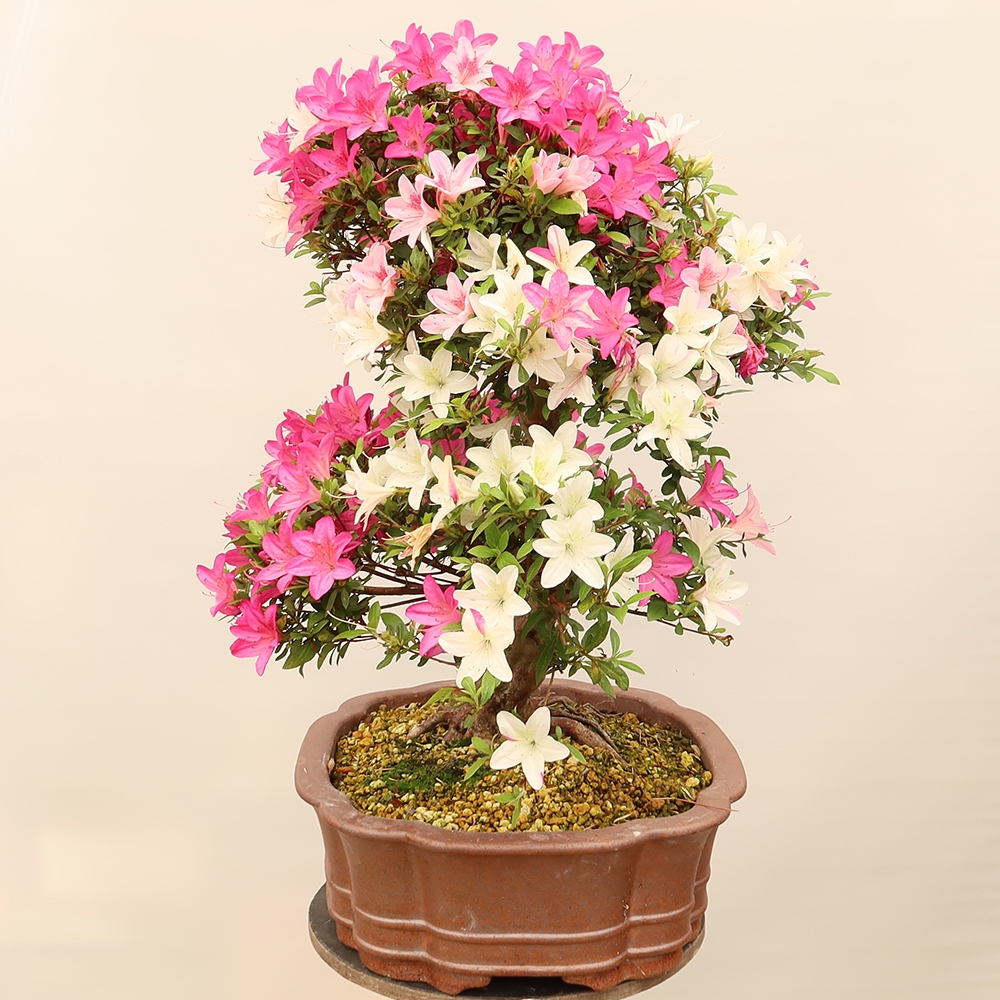 Bonsai zewnętrzne - Azalia japońska - Azalia Miyabihime