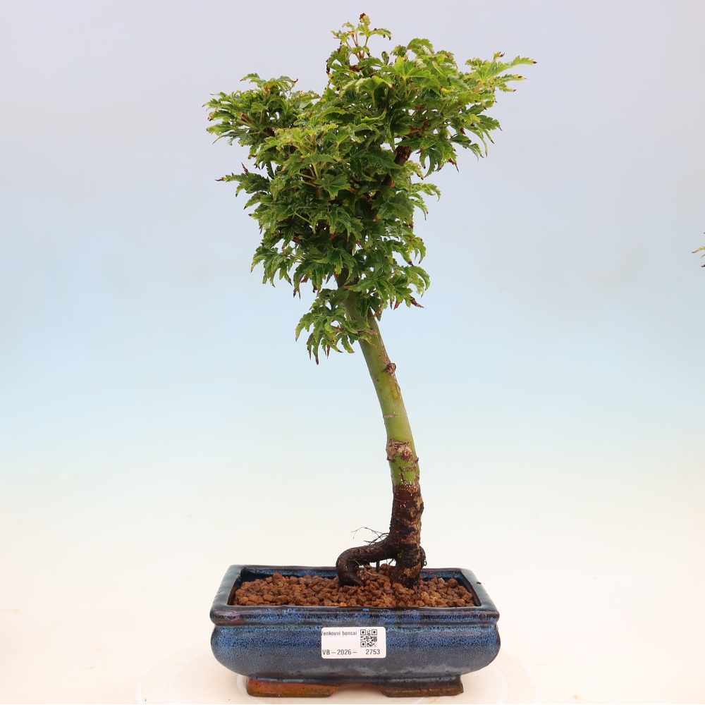 Outdoor bonsai - palma jaworowa Acer palmatum Shishigashira