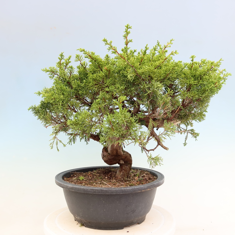Bonsai ogrodowe – Juniperus chinensis Itoigawa – jałowiec chiński