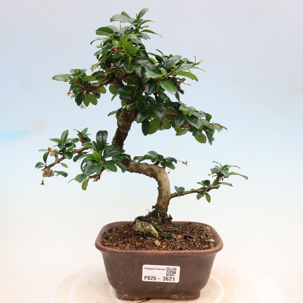 Bonsai pokojowe - Carmona macrophylla - Tea fuki