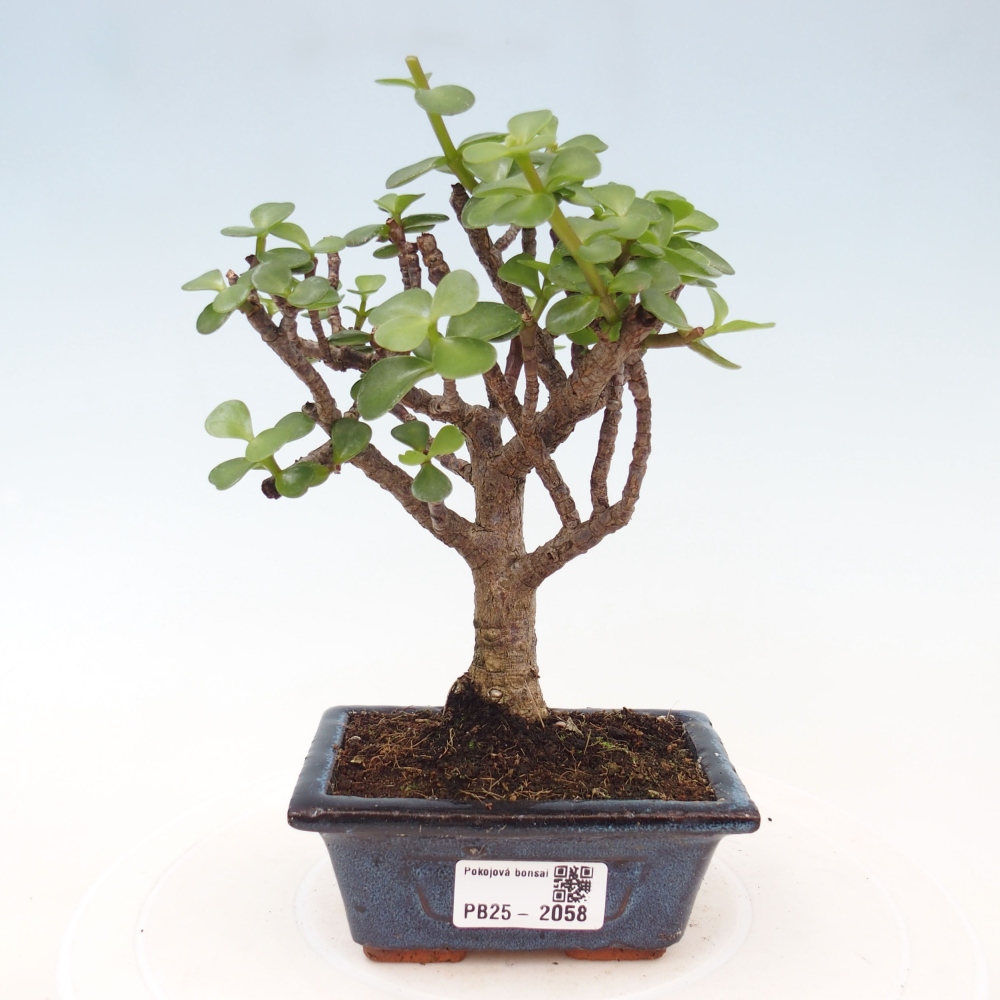 Kryte bonsai - Portulakaria Afra - Tlustice