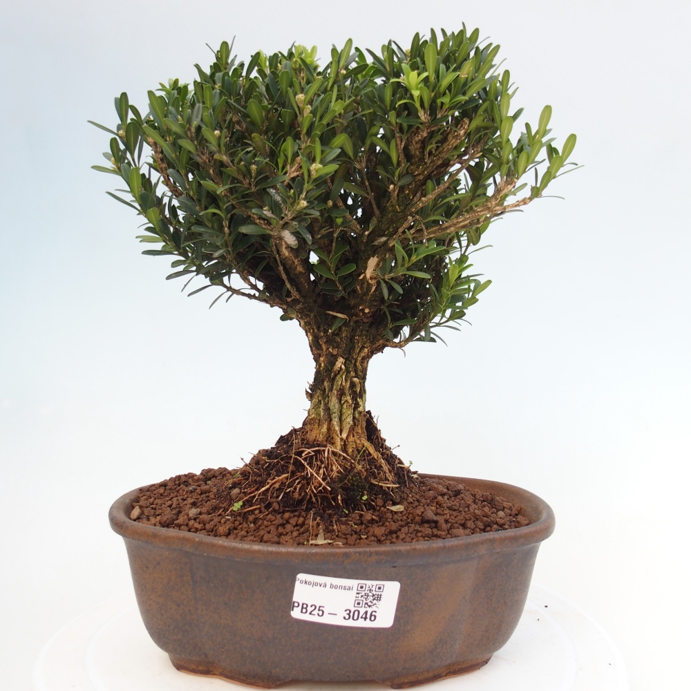 Kryty bonsai - Buxus harlandii - Bukszpan korkowy