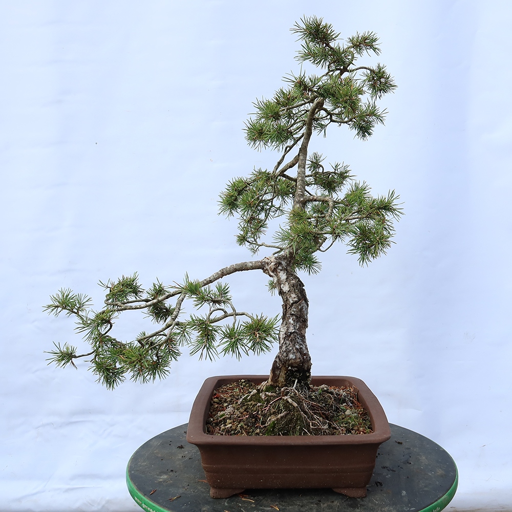 Pinus sylvestris Hiszpania – sosna zwyczajna
