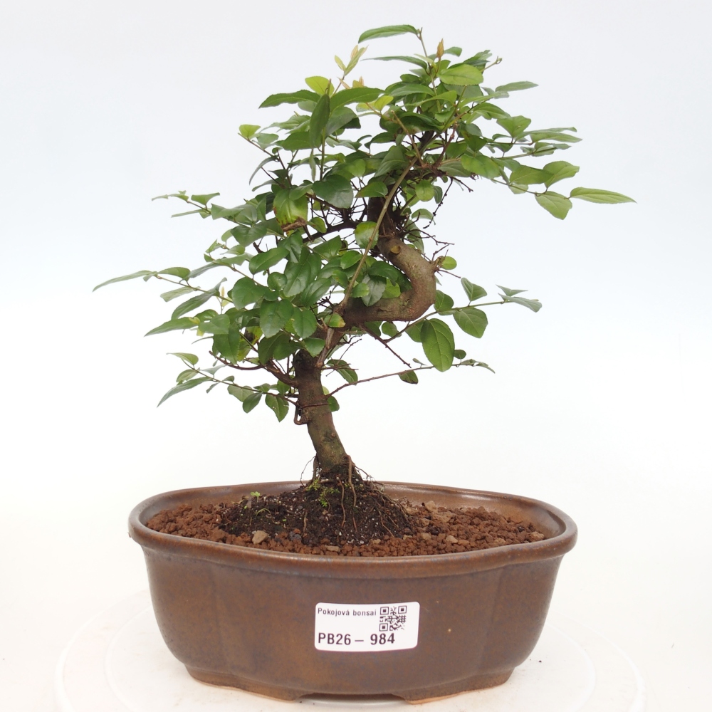 Bonsai pokojowe - Sageretia thea - Sageretia thea