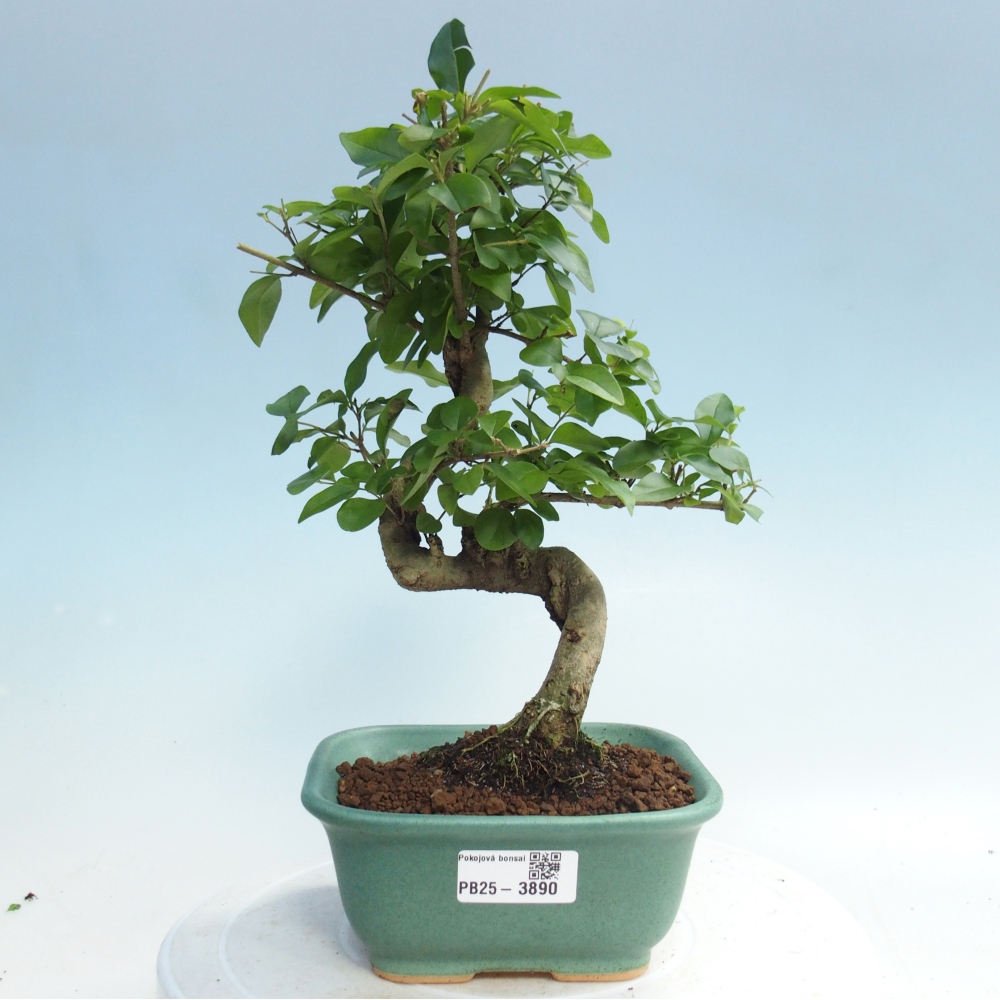 Pokój bonsai - Ligustrum chinensis - Dziób ptaka